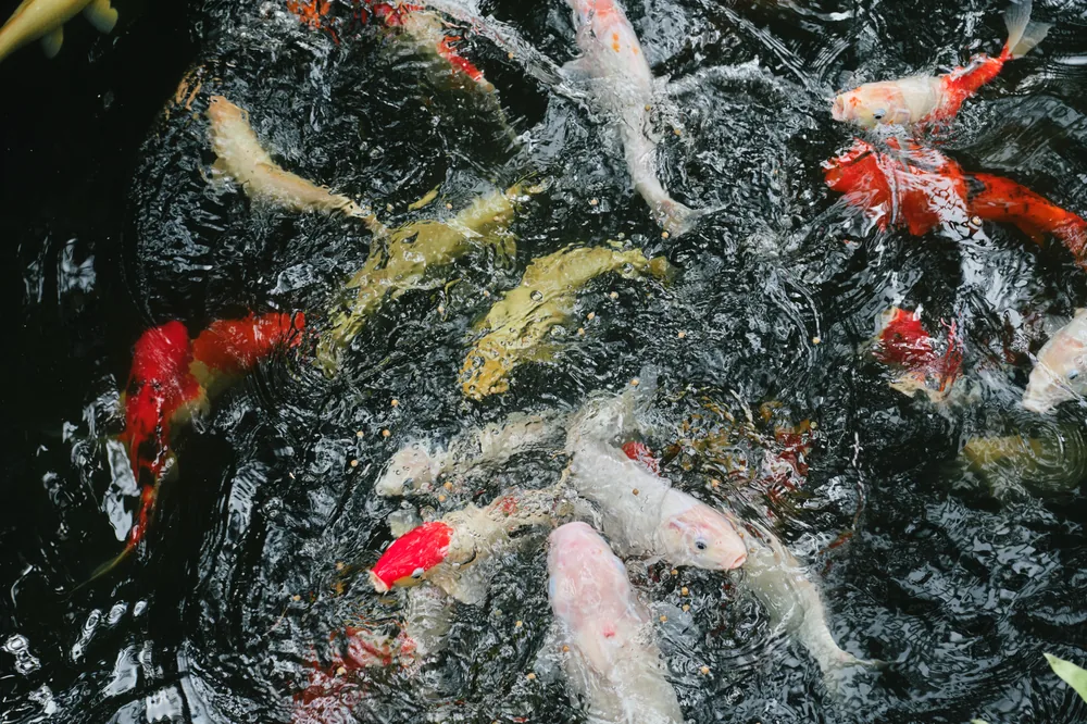 Kolam Ikan Tapsa